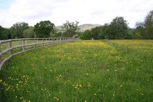 Horse_Pasture,_Welland_-_geograph.org.uk_-_427120