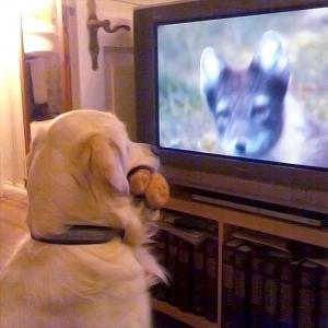 TV images are not at all clear, and require visual interpretation, or investment, by viewer