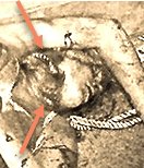 Corpse cropped with arrows