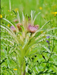 Everts Thistle