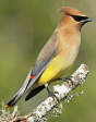 Waxwing